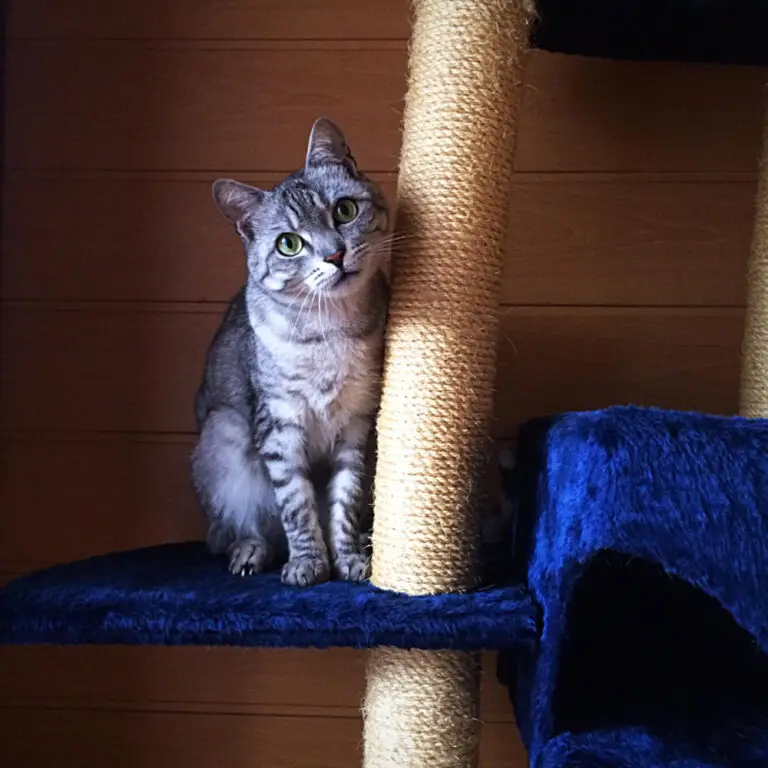 how to choose a cat hotel