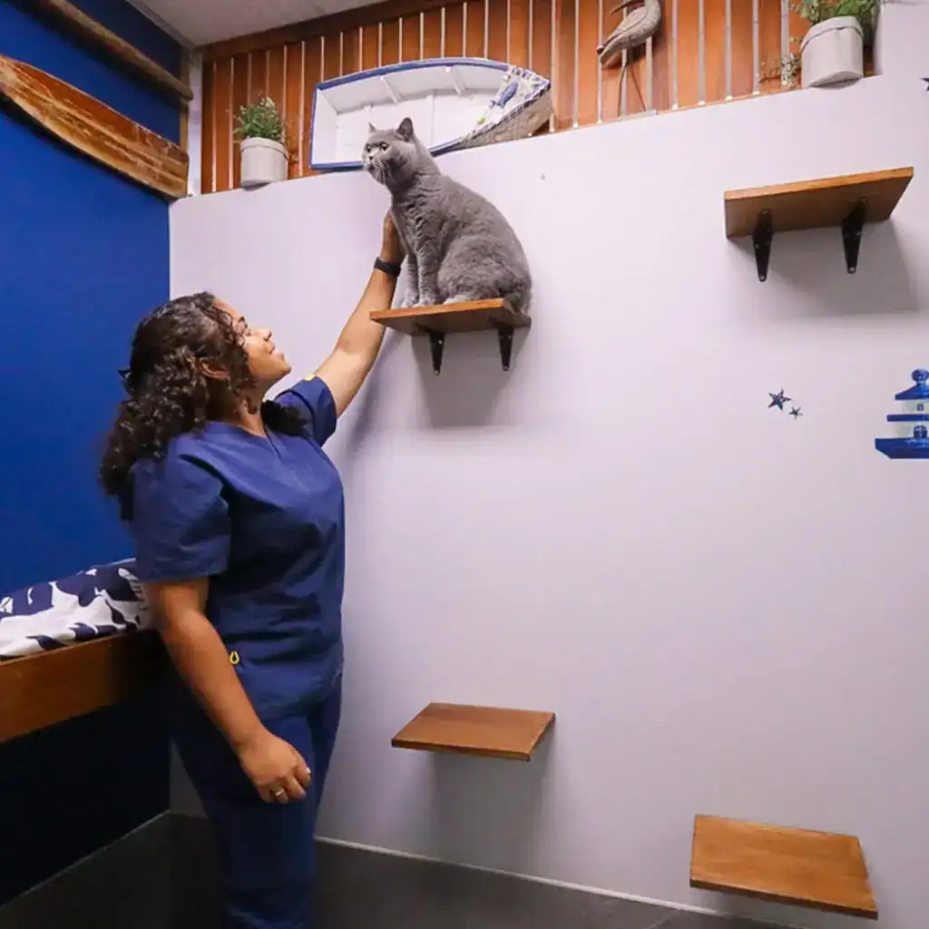 Sutherland Shire Hotel for Cats