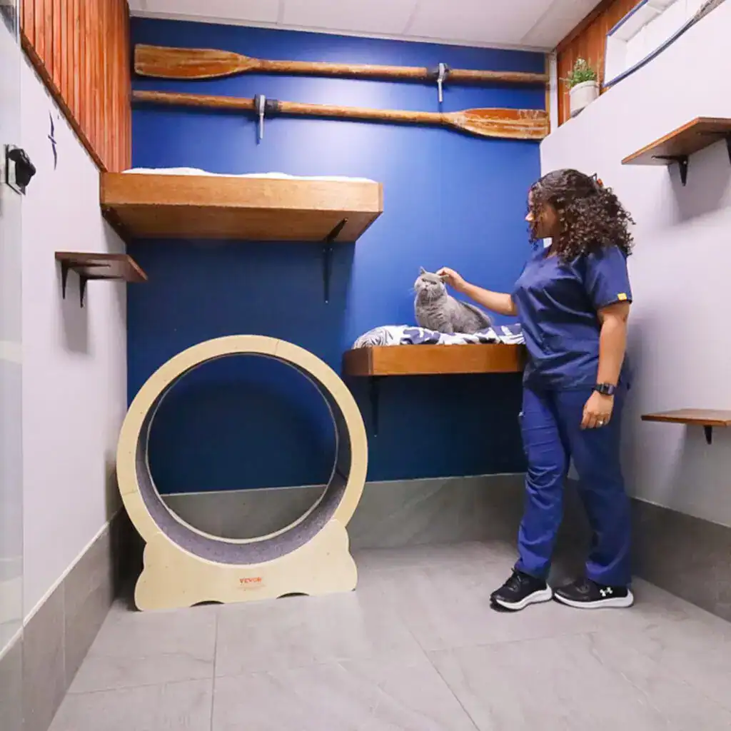 Hotel for Cats Sydney Cattery