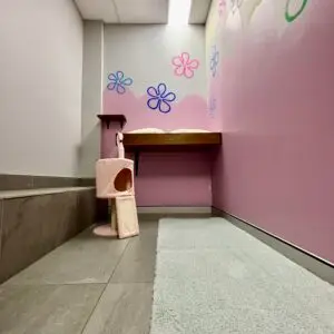 senior cat boarding near me