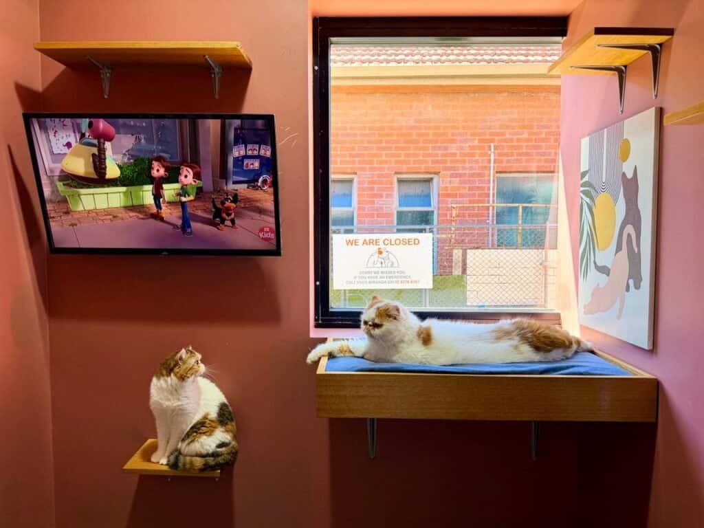 Hotel for Cats Sydney Cat Boarding