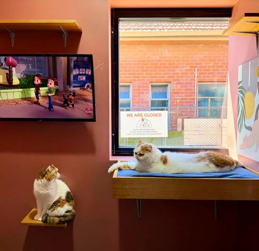 Hotel for Cats Sydney Cat Boarding
