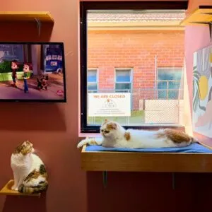 Hotel for Cats Sydney Cat Boarding