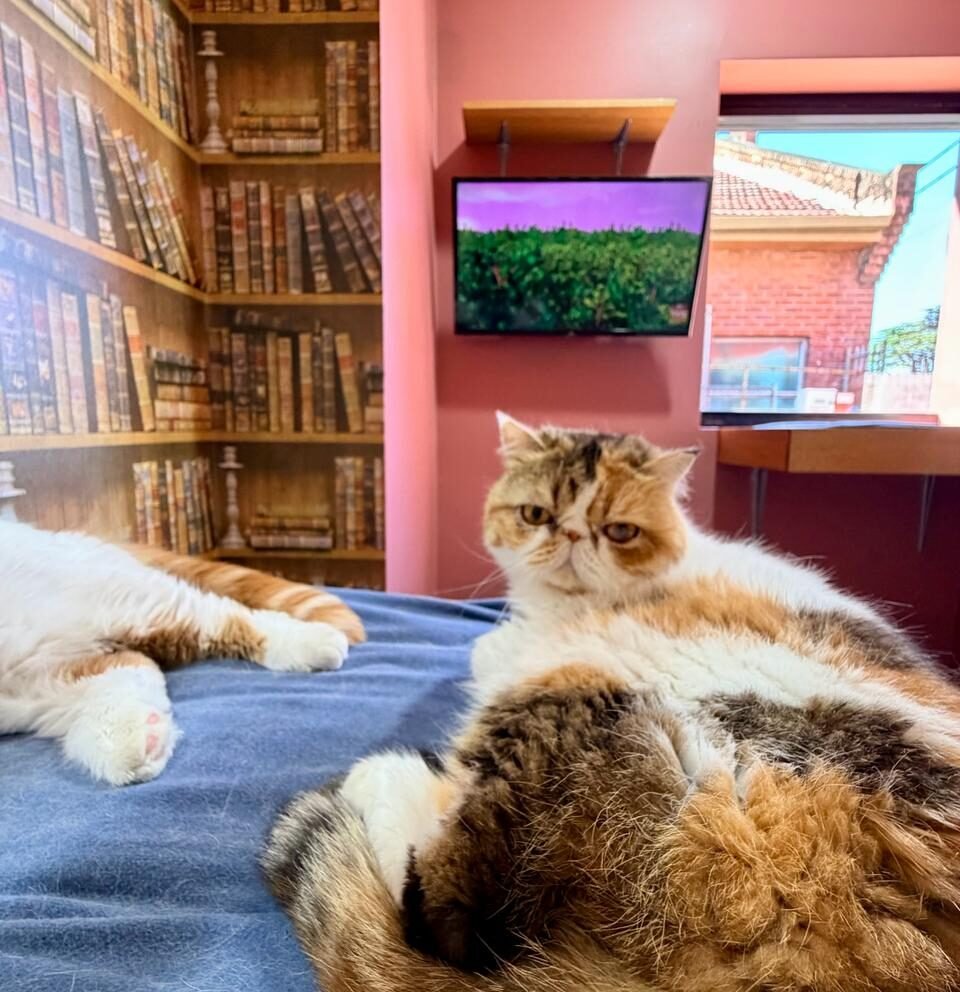 GRAND SUITES COLLECTION