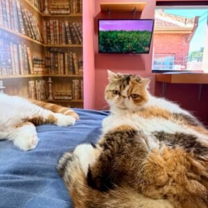 GRAND SUITES COLLECTION