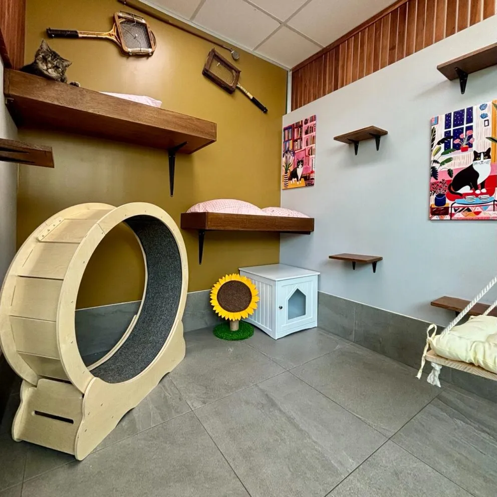 Hotel for Cats Sydney Cat Boarding