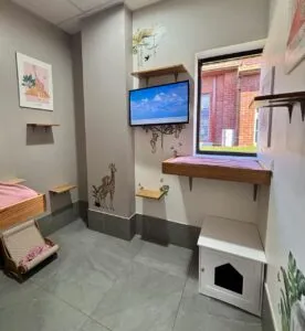 Luxurious Cat Boarding Sydney