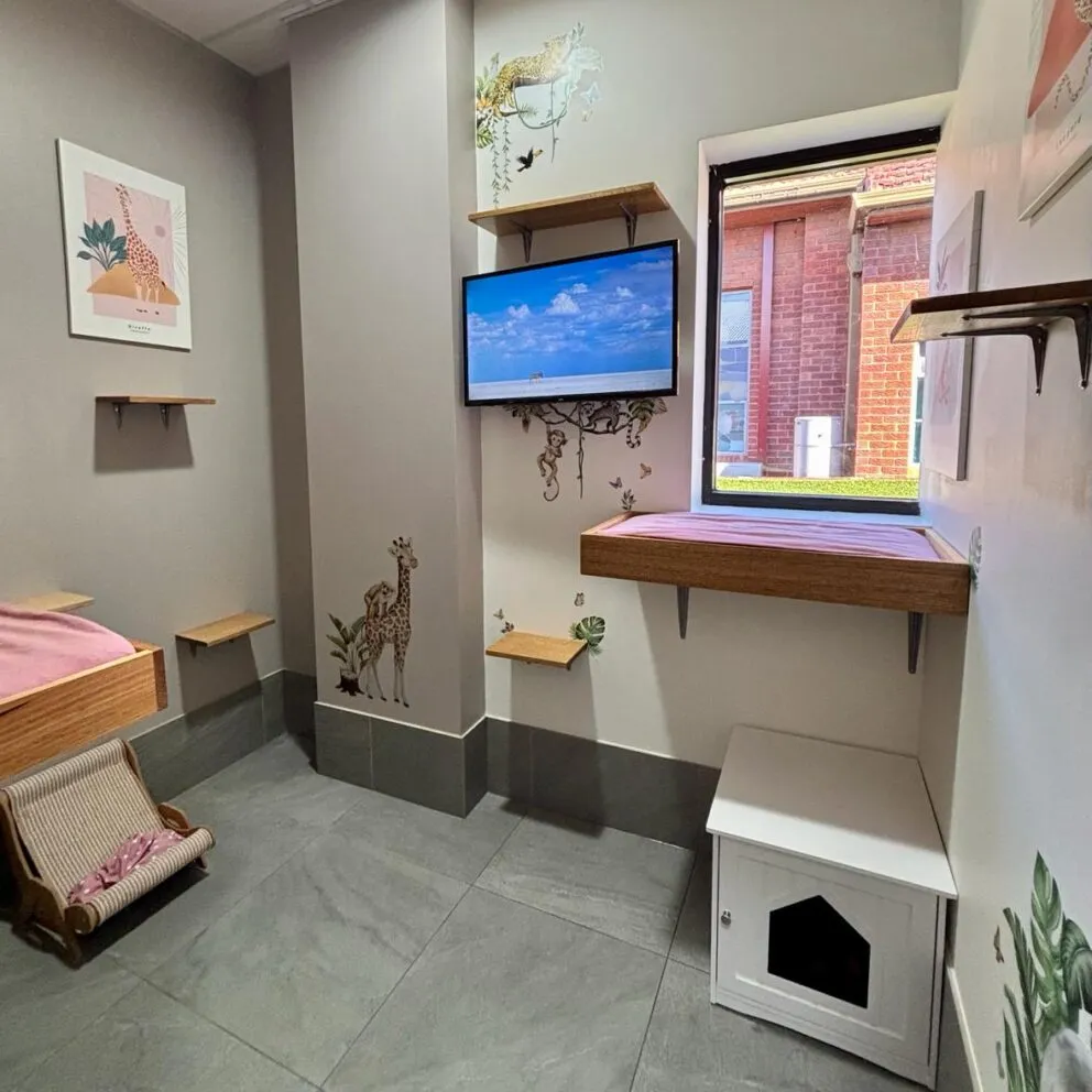 Luxurious Cat Boarding Sydney