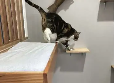 Luxury cat boarding near me