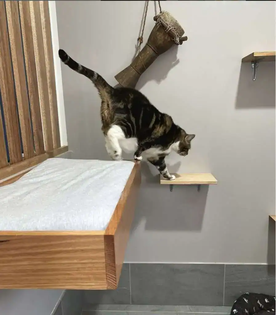 Hotel for Cats Sydney Cat Boarding