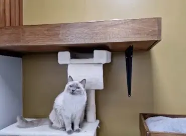 Cat hotel near me