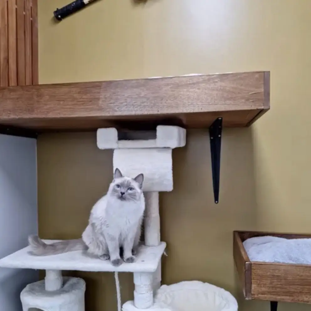 Cat hotel near me