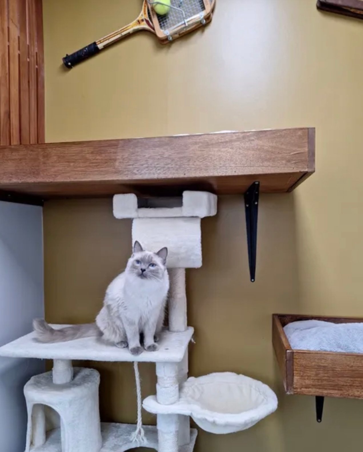 Indulge Your Cat with a Stay at the Sutherland Shire Cat Hotel Hotel For Cats