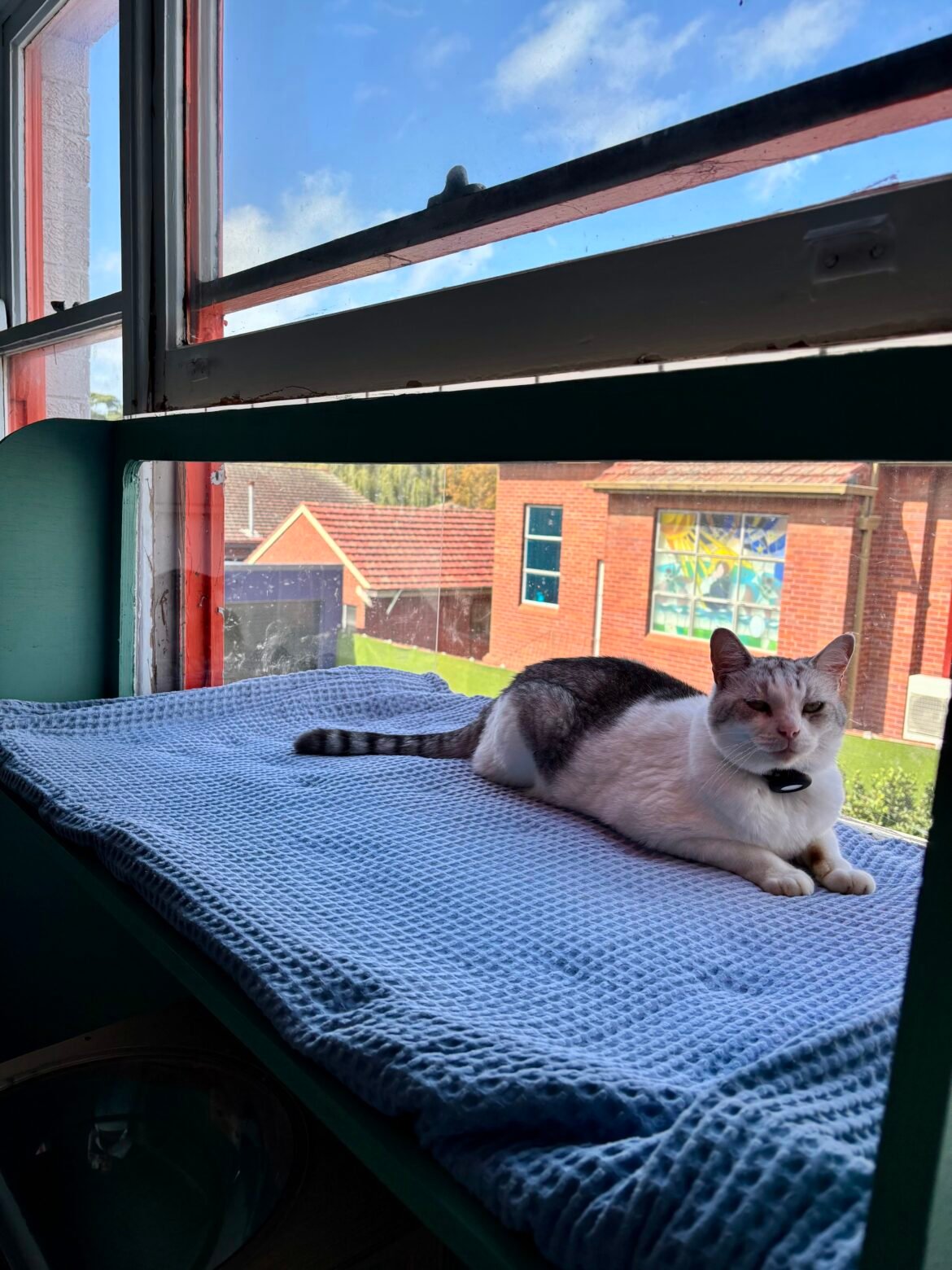 5 Reasons to Book a Cat Hotel near Sydney’s Sutherland Shire Today