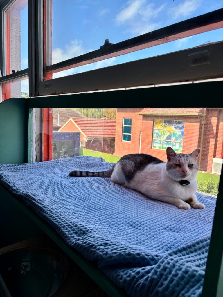 Sutherland Shire Cat Hotel