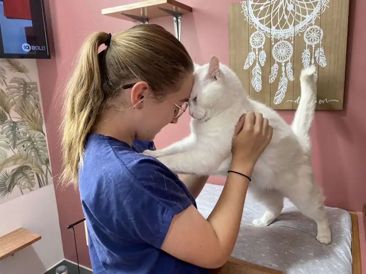 Bringing Your Cat Home After Boarding: What to Expect