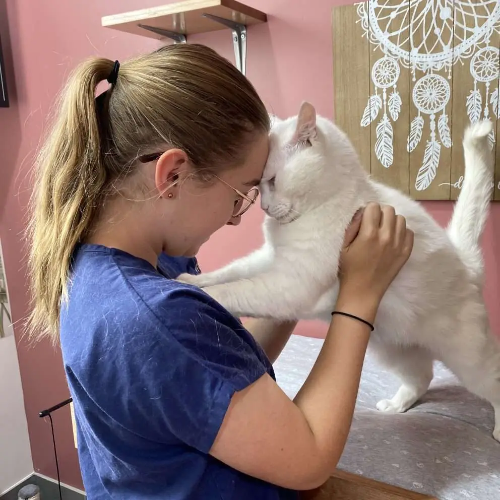 Luxury cat boarding near me