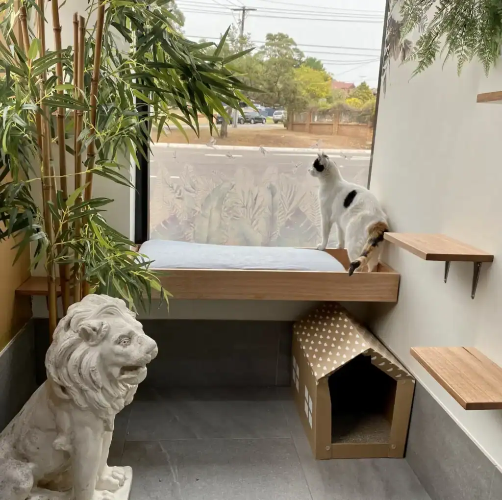 Luxury Sydney Cat Boarding