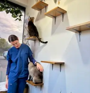 cat boarding sydney