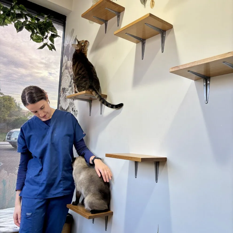 Luxurious Cattery Sydney