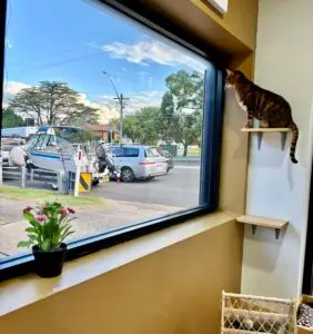 cat boarding sydney