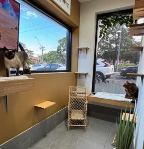 cat boarding sydney