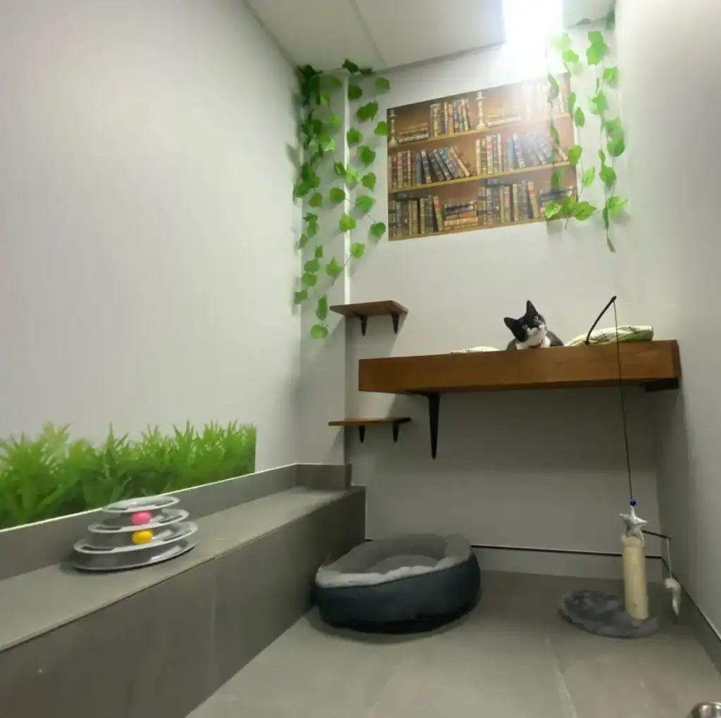 Hotel for Cats Sydney Cat Boarding