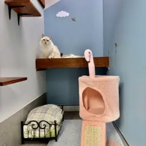 senior cat boarding near me