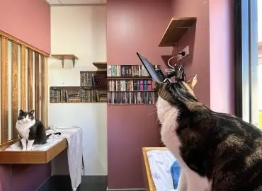 cat hotel