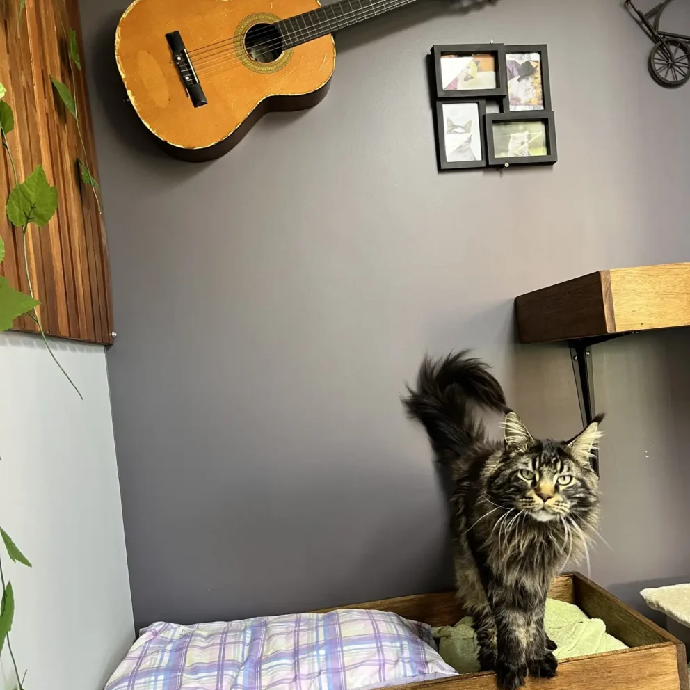 Sutherland Shire Cat Hotel