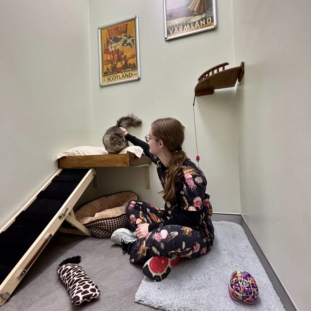 Senior suite with ramp at Hotel for Cats Sydney
