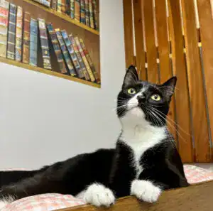 Black and white cat relaxing in a cozy hotel suite for cats.