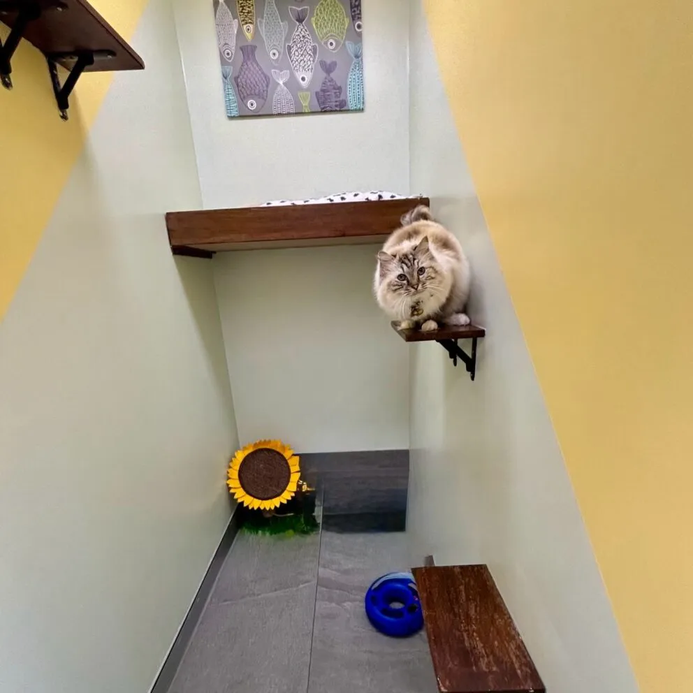 Hotel for Cats Sydney Cat Boarding