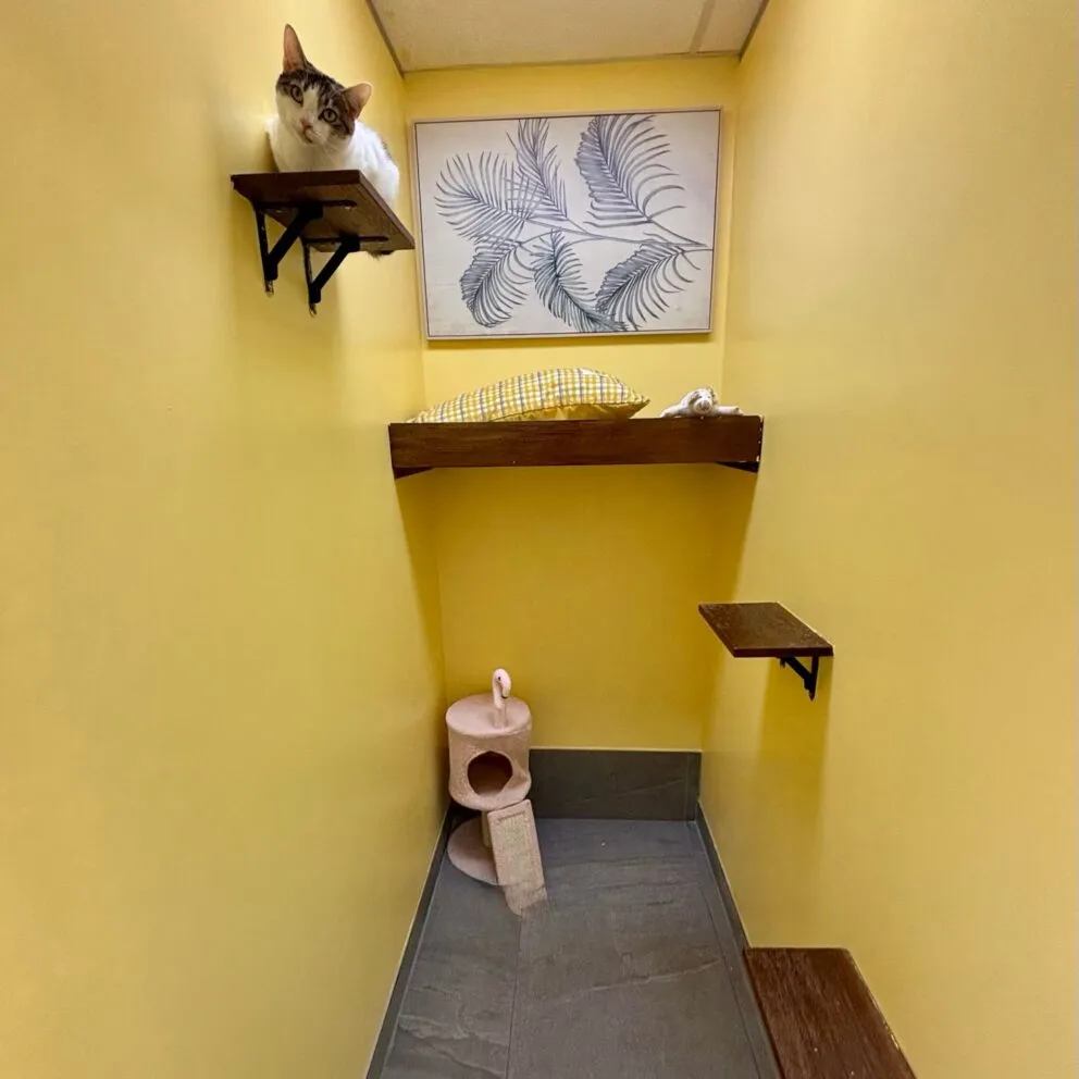 Luxury Sydney Cat Boarding