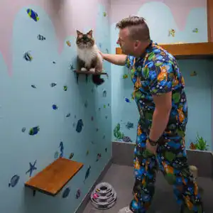 Cat Boarding Sutherland Shire