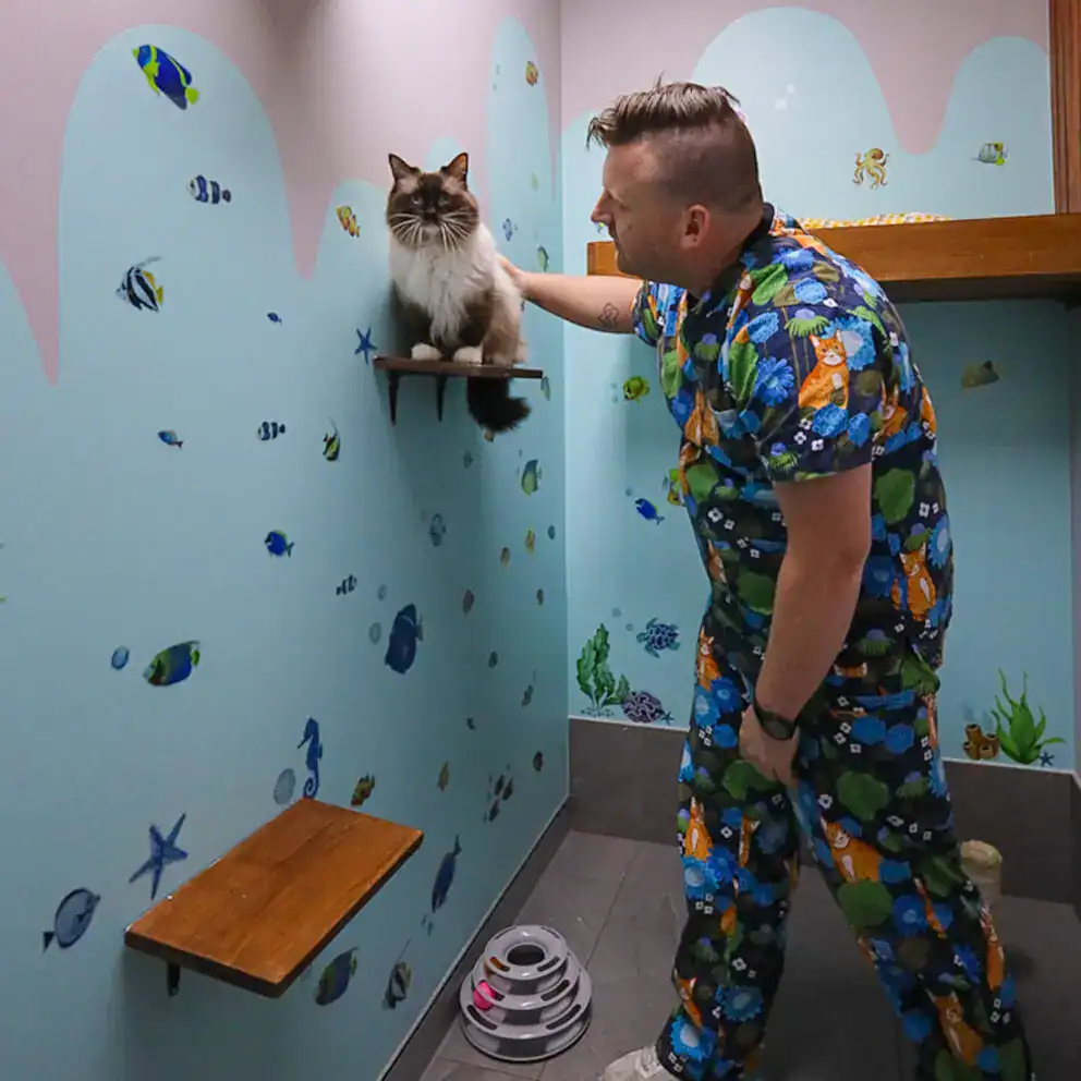 Cat Boarding Sutherland Shire