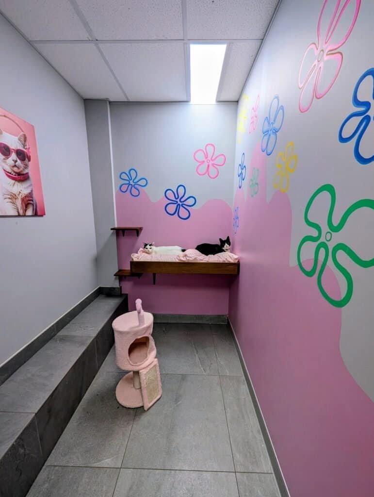 Pink senior suite at Hotel for Cats Sydney