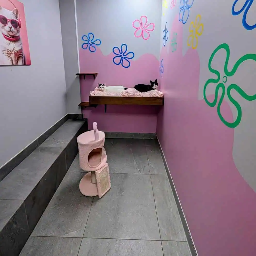 Pink senior suite at Hotel for Cats Sydney