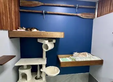 cat hotel