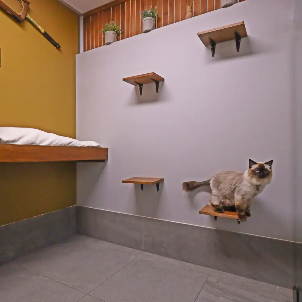 Sutherland Shire Cat Hotel