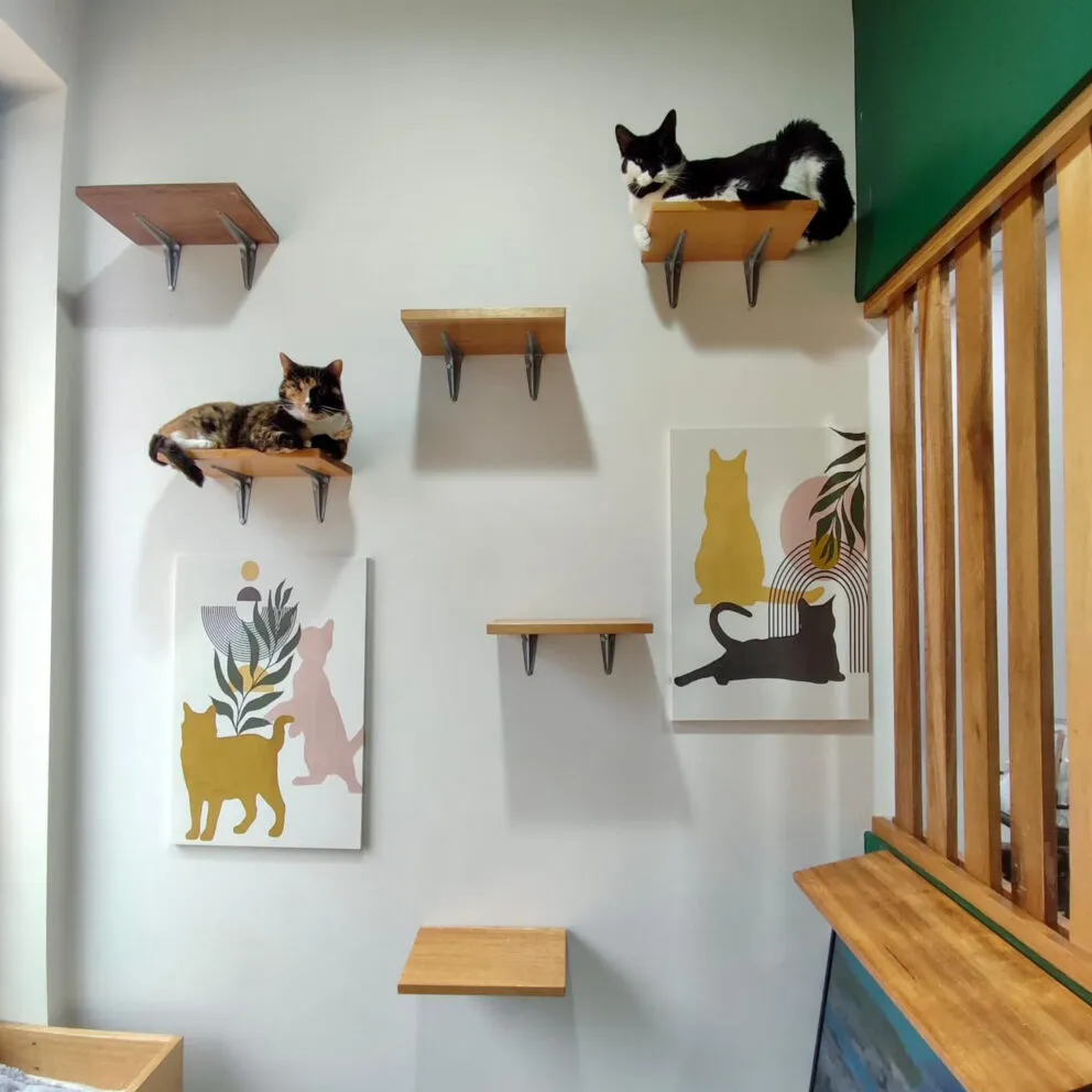 Hotel for Cats Sydney Cat Boarding