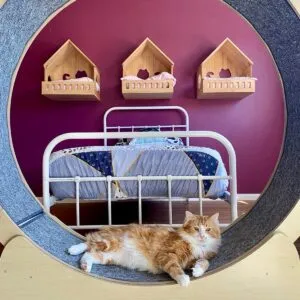 Hotel for Cats Sydney Cat Boarding