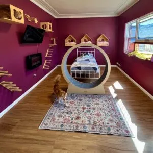 Hotel for Cats Sydney Cat Boarding