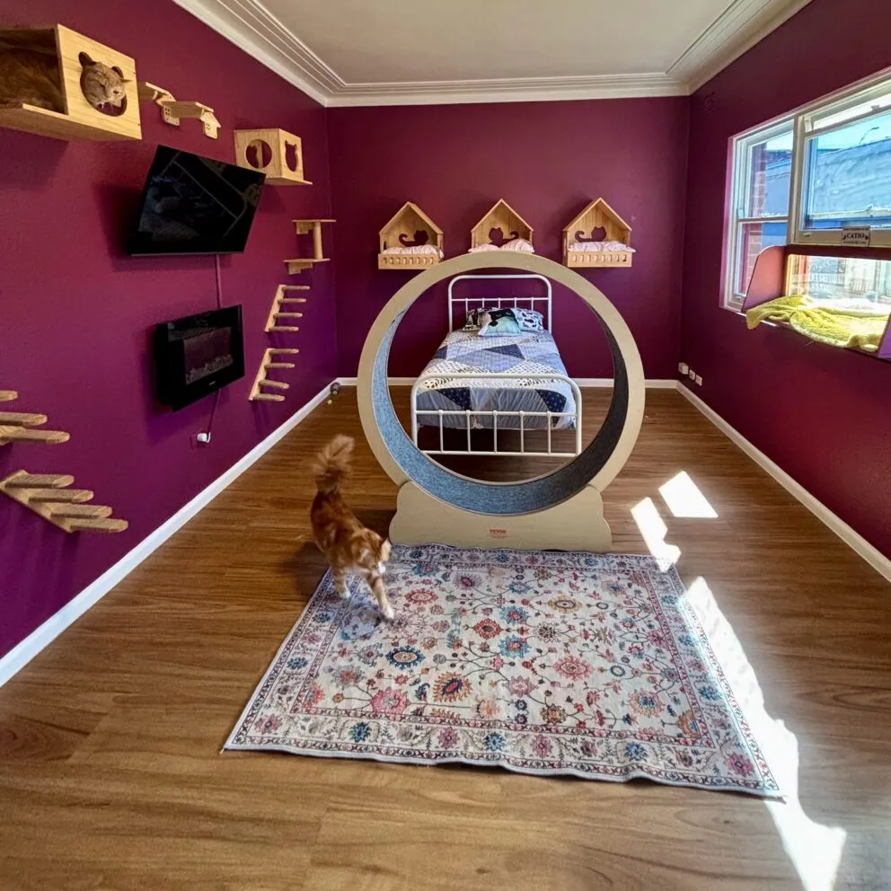 Hotel for Cats Sydney Cat Boarding