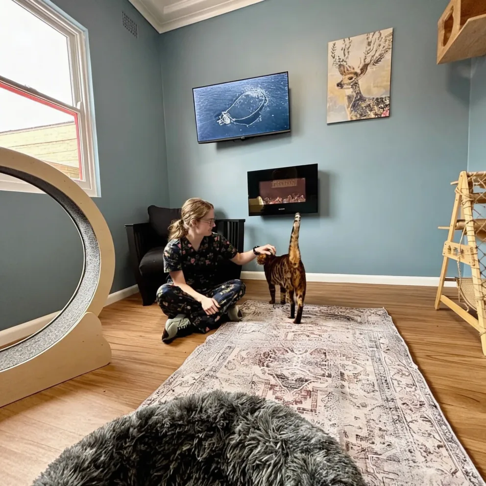 Luxury Sydney Cat Boarding