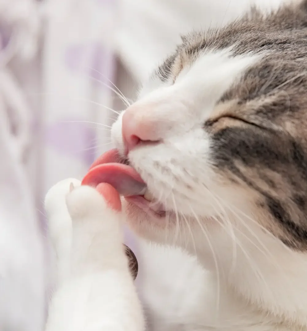 Why Do Cats Lick Themselves