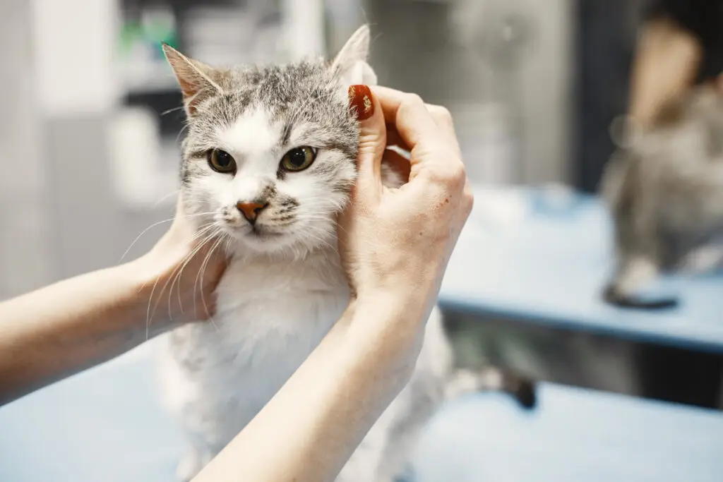 how to clean a cat's ears