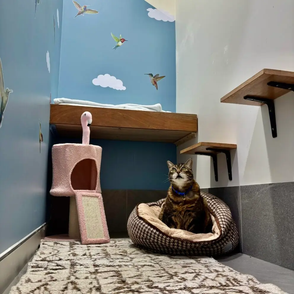 senior cat boarding near me