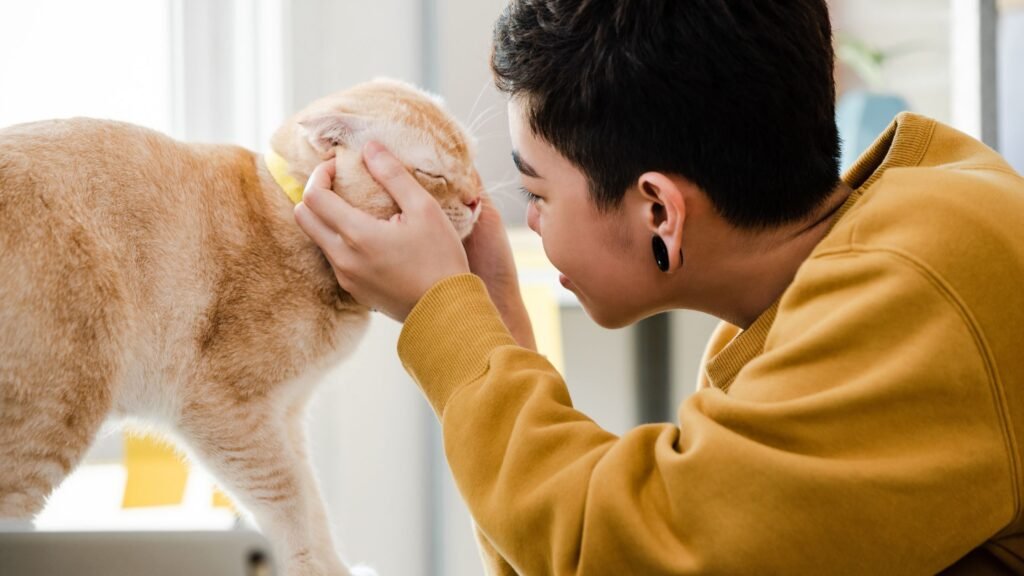 Best Cat Hotel Sydney