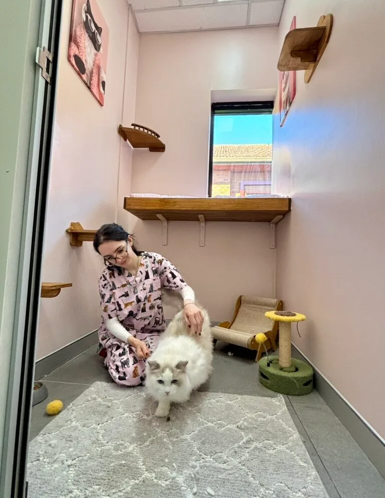 Sydney Cat Boarding